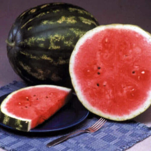 OSC Veg. Watermelon Crimson Sweet