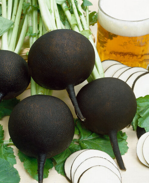 OSC Veg. Winter Radish Round Black Spanish
