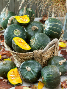 OSC Veg. Winter Squash Burgess Buttercup