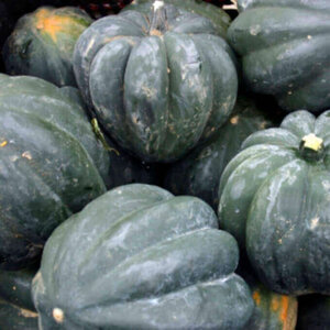 OSC Veg. Winter Squash Table Queen or Acorn