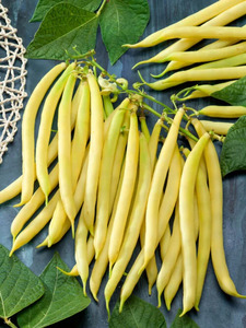 OSC Veg. Yellow Bush Bean Golden Wax