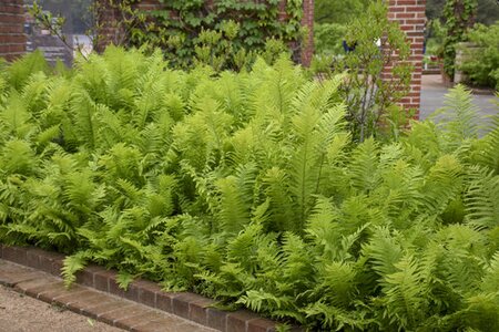 OSTRICH FERN 1G