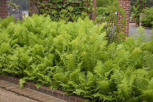 OSTRICH FERN 1G