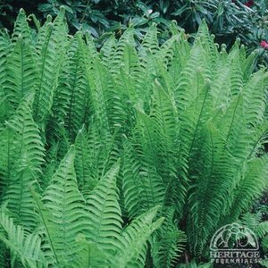 OSTRICH FERN 2G