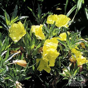 OZARK SUNDROPS (NATIVE) 1G