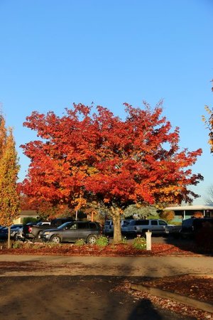 PACIFIC SUNSET MAPLE 200CM - image 1