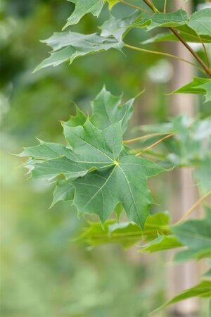 PACIFIC SUNSET MAPLE 60MM (POTTED)  - image 2