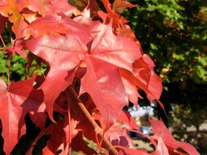 PACIFIC SUNSET TRUNCATUM MAPLE 275 CM - image 1