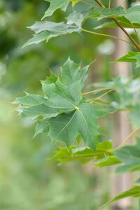 PACIFIC SUNST MAPLE 50MM (POTTED)  - image 2