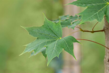 PACIFIC SUNST MAPLE 50MM (POTTED)  - image 1
