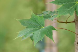 PACIFIC SUNST MAPLE 50MM (POTTED)  - image 1