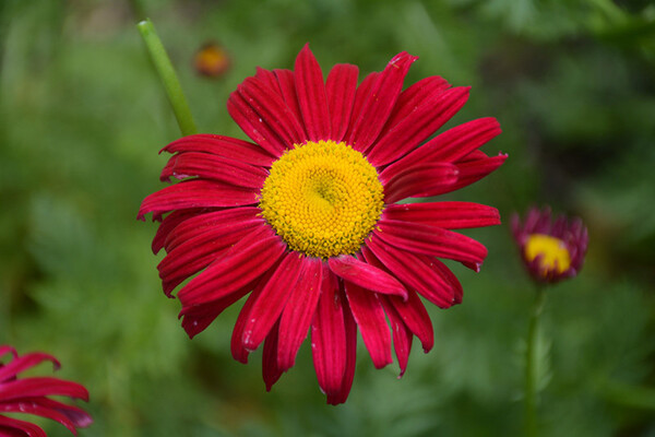 PAINTED DAISY ROBINSONS RED 1 G