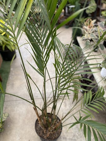 Palm Cataractarum 12"