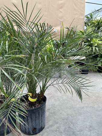 Palm Roebelinii 10"