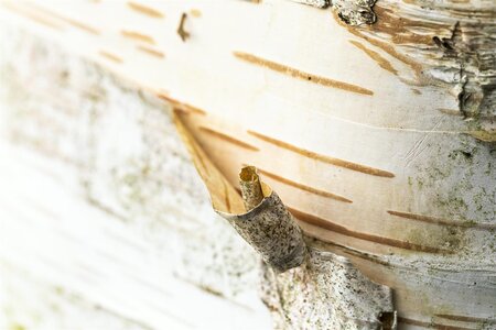 PAPERBARK MAPLE  200CM  - image 1