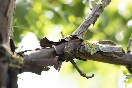 PAPERBARK MAPLE  200CM  - image 4