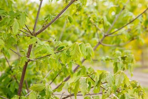 PAPERBARK MAPLE  200CM  - image 5