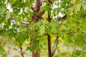 PAPERBARK MAPLE  200CM  - image 6