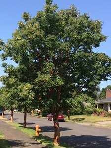 PAPERBARK MAPLE  200CM