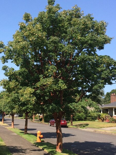 PAPERBARK MAPLE 225 CM