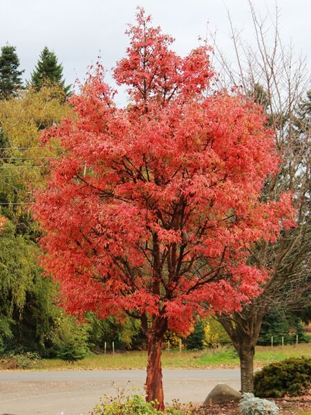 PAPERBARK MAPLE FIREBURST 225CM BB