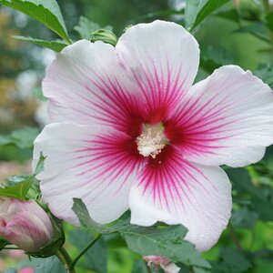 PARAPLU PINK HIBISCUS 30CM PW