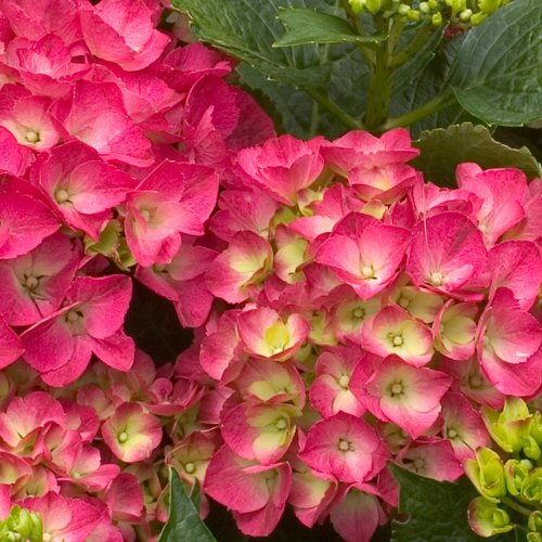 PARIS CITYLINE HYDRANGEA 30CM