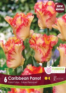 PARROT TULIPS CARIBBEAN PARROT PKG/6