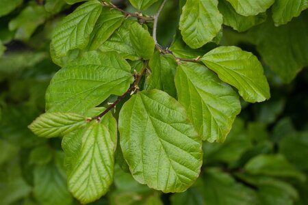PARROTIA PERSICA 175CM  - image 2