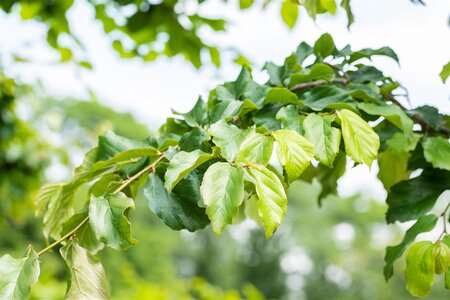 PARROTIA PERSICA 175CM  - image 3