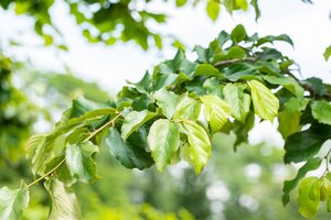 PARROTIA PERSICA 175CM  - image 3