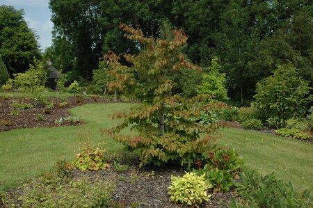 PARROTIA PERSICA 175CM  - image 1