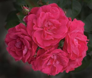 PARTY HARDY ROSE SHRUB