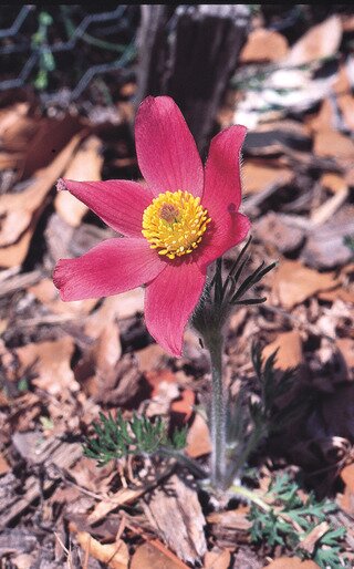 PASQUE FLOWER 1L