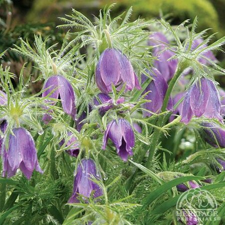 PASQUE FLOWER (PULSATILLA VULGARIS) 1G