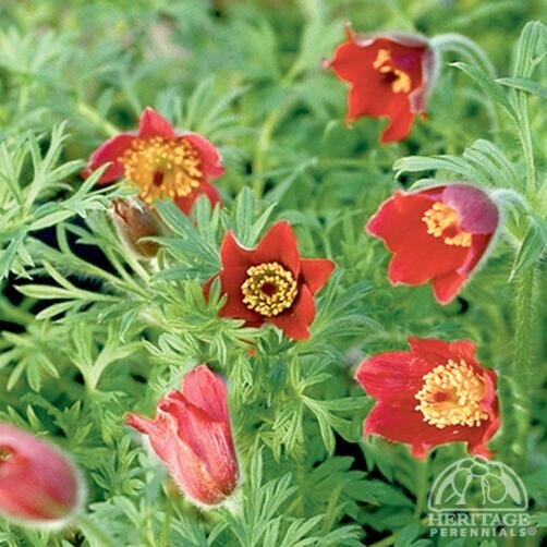 PASQUE FLOWER RED BELLS 1G