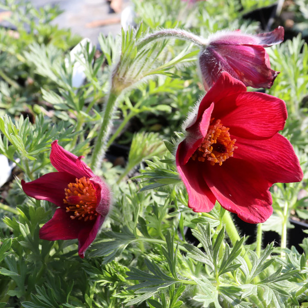 PASQUE FLOWER RED BELLS 4IN