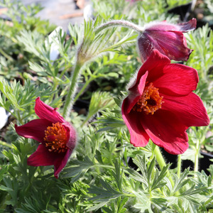 PASQUE FLOWER RED BELLS 4IN