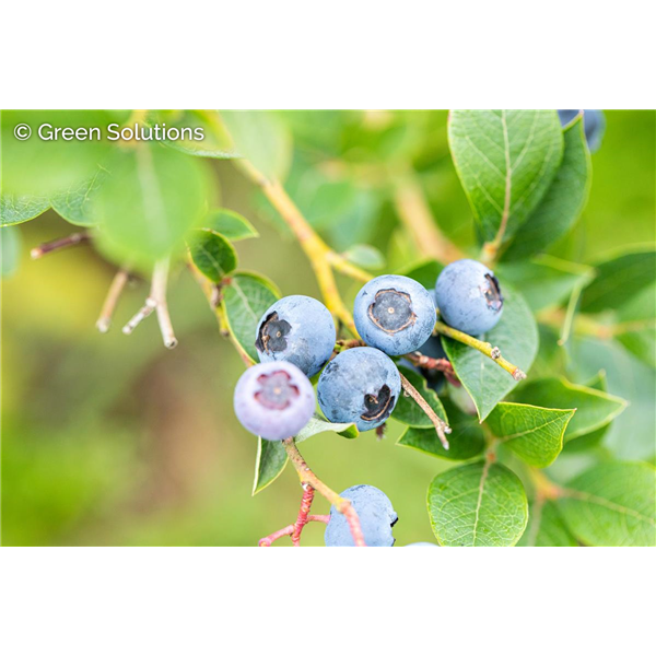 PATRIOT BLUEBERRY 2G.