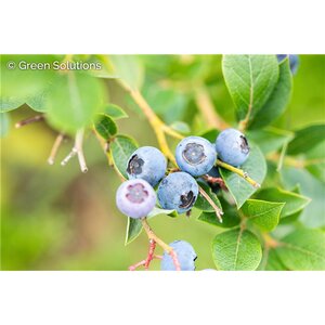 PATRIOT BLUEBERRY 2G.