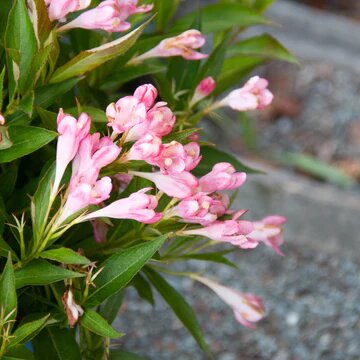 PEACH KISSES WEIGELA 20CM