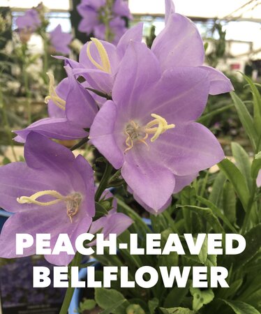 PEACH-LEAVED BELLFLOWER TAKION BLUE 1G