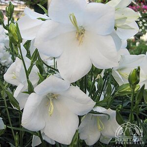 PEACH-LEAVED BELLFLOWER TAKION WHITE 1G
