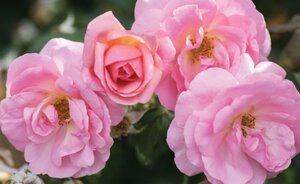 PEACHY KNOCK OUT ROSE 2G SHR (3 Month Warranty)