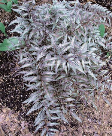 PERENNIAL FERN REGAL RED 1G