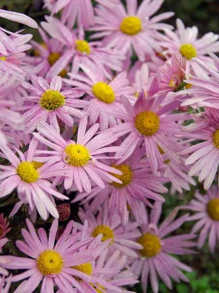 PERENNIAL MUM CLARA CURTIS (CHRYSANTHEMUM) 1G