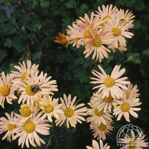 PERENNIAL MUM MARY STOKER 1G (CHRYSANTHEMUM)