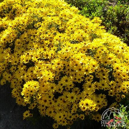 PERENNIAL SUNFLOWER AUTUMN GOLD 1G