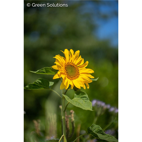 PERENNIAL SUNFLOWER SUNCATCHER 1G