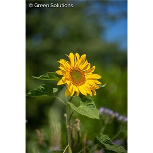 PERENNIAL SUNFLOWER SUNCATCHER 1G